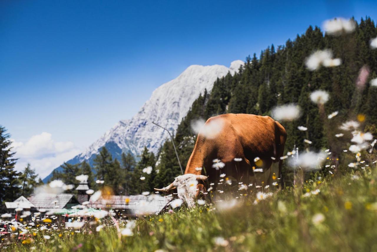Apartments Zvoh, Krvavec, Ski-In, Ski-Out Церклье-на-Гореньскем Экстерьер фото